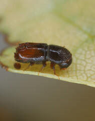 Six toothed spruce bark beetle (Pityogenes chalcographus), Scolytidae, Scolytinae.