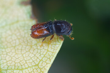 Six toothed spruce bark beetle (Pityogenes chalcographus), Scolytidae, Scolytinae.