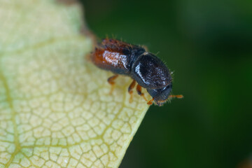 Six toothed spruce bark beetle (Pityogenes chalcographus), Scolytidae, Scolytinae.