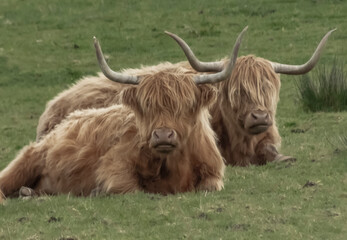 Two highland cows with large horns