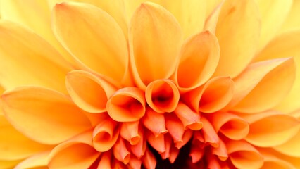 Close-up of an orange dahlia flower petals - obrazy, fototapety, plakaty