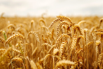 Ripe wheat field at sunset. Nature's harvest growth. Ears of golden wheat close up. Beautiful...