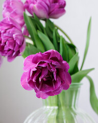 Obraz premium Close up of bouquet of dark red lilac tulips in glass vase on light background. flower bouquet in vase on table. Gift interior decoration. florist, decorator. Flower shop.
