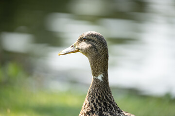 duck in the park