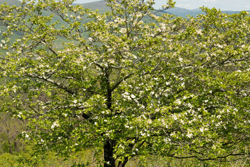 Fototapeta na wymiar English Hawthorn blooming at the McCormick gap overlook, Skyline drive, Shenandoah NP