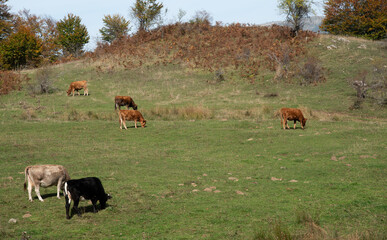 Domesticated cows gazing on grassland in a green meadow in autumn. Greek farmland