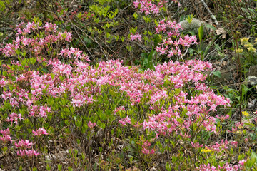 Early azaleas in bloom at the Crimora Lake overlook, Skyline drive, Shenandoah NP