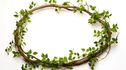 Foto op Canvas circular vine at the roots. Bush grape or three-leaved wild vine cayratia (Cayratia trifolia) liana ivy plant bush, nature frame jungle border, isolated on white background with clipping path included © haizah