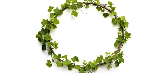 Foto op Canvas circular vine at the roots. Bush grape or three-leaved wild vine cayratia (Cayratia trifolia) liana ivy plant bush, nature frame jungle border, isolated on white background with clipping path included © haizah