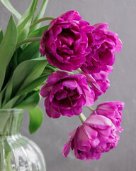 bouquet of gray red lilac tulips in glass vase on dark background. flower bouquet in vase on table. Gift interior decoration. florist, decorator. Flower shop.