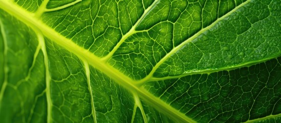 Fototapeta premium The bright and fresh closeup of the green leaf in the garden showcases the natural beauty of nature while highlighting the importance of agriculture and a sustainable environment for thrivin