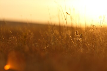 Meadow of wheat on the field in the sunset light