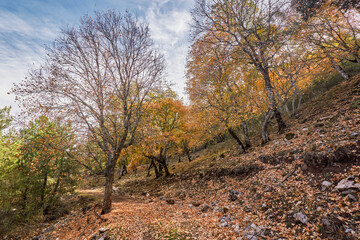 Fototapeta na wymiar Los Calares del Mundo y de la Sima natural park. Autumn forest landscape. View of autumn leaves. In Riopar, Albacete province, Castilla la Mancha community, Spain.