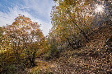 Fototapeta premium Los Calares del Mundo y de la Sima natural park. Autumn forest landscape. View of autumn leaves. In Riopar, Albacete province, Castilla la Mancha community, Spain.