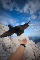 Eine Bergdohle schnappt sich eine Weintraube aus der Hand eines Wanderers.