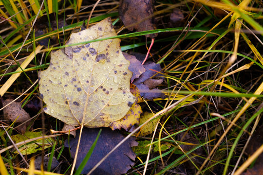 autumn leaf in raindrops on grass close up, abstract natural background. fall season concept. symbol of Autumn. rainy weather. temolate for design
