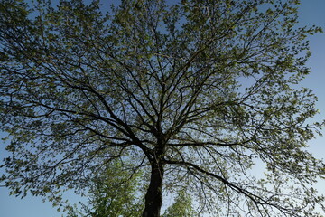 Fototapeta premium Baum