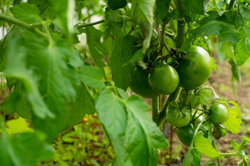 Tomato plants in greenhouse Green tomatoes plantation. Organic farming, young tomato cluster plants growth in greenhouse