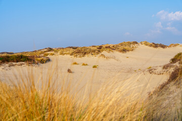 Fototapeta na wymiar Sunny Day on Sandy Dunes in The Hague, Netherlands: Amazing Sand Dunes of Europe.