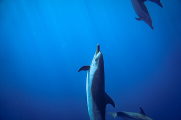swimming with wild dolphins in Hawaii 