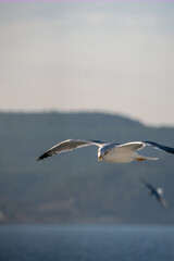 seagulls hunting on sea