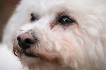 Close up of Bichon Frisé