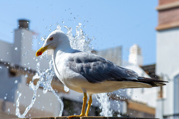 Seagull on the fountain background