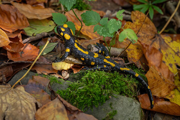 Spotted salamander on wet leaf.