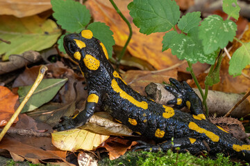Spotted salamander on wet leaf.