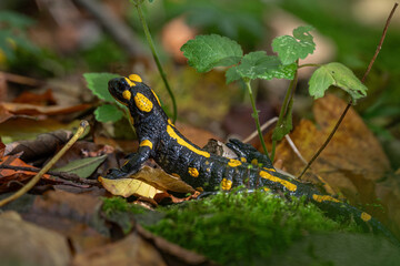 Spotted salamander on wet leaf.