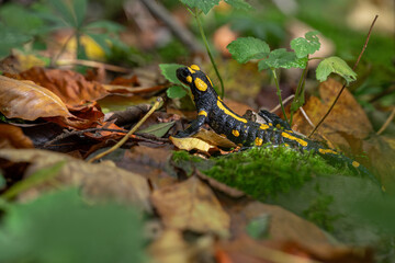 Spotted salamander on wet leaf.