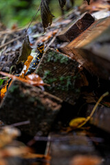 Spotted salamander on a wet ledge.