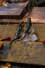 Spotted salamander on a wet ledge.