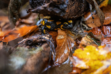 Spotted salamander on wet leaf.