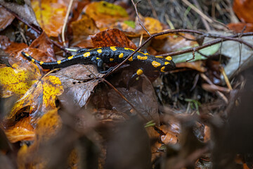 Spotted salamander on wet leaf.