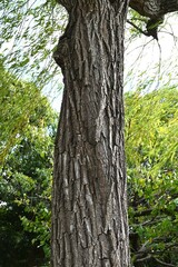 Weeping Willow ( Salix babylonica ) tree. Salicaceae
Dioecious deciduous tree. Used as a park tree or street tree and planted near water.