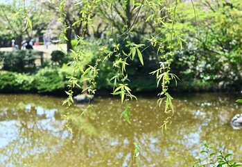 Weeping Willow ( Salix babylonica ) tree. Salicaceae
Dioecious deciduous tree. Used as a park tree or street tree and planted near water.