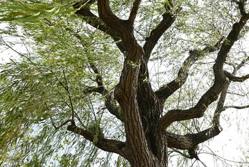 Naklejka premium Weeping Willow ( Salix babylonica ) tree. Salicaceae Dioecious deciduous tree. Used as a park tree or street tree and planted near water.