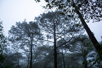 trees and sky