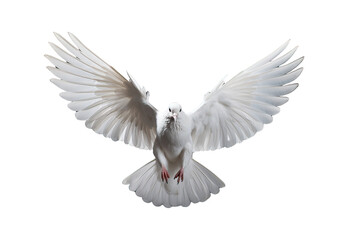 white dove flying