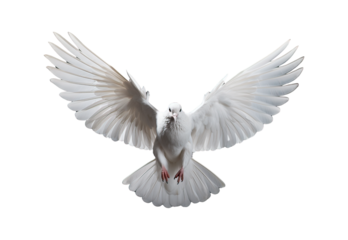 white dove flying