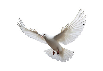 Obraz premium white dove flying