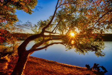 An autumn landscape of an old bent tree by a lake with a sun star shining through the leaves.