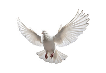 Obraz premium white dove flying