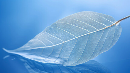 One white single leaf with structure on blue background 