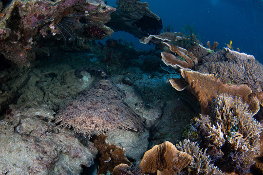 A Tasseled wobbegong shark lies on the seafloor in Raja Ampat waiting to ambush prey. This well camouflaged elasmobranch is common on reefs throughout this biodiverse region.