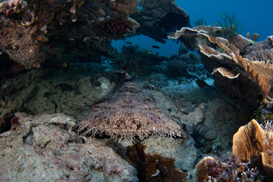 A Tasseled wobbegong shark lies on the seafloor in Raja Ampat waiting to ambush prey. This well camouflaged elasmobranch is common on reefs throughout this biodiverse region.