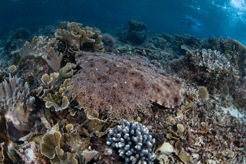 A Tasseled wobbegong shark lies on the seafloor in Raja Ampat waiting to ambush prey. This well...