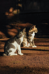 Obraz premium cat on the fence
