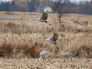 sandhill cranes spread their wings and takeoff from a corn field on an autumn day during migration in Minnesota